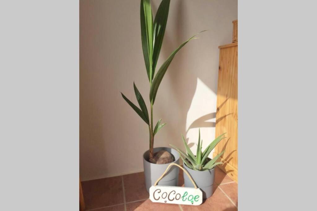 Casa Cocoloe Lajares Villa Dış mekan fotoğraf